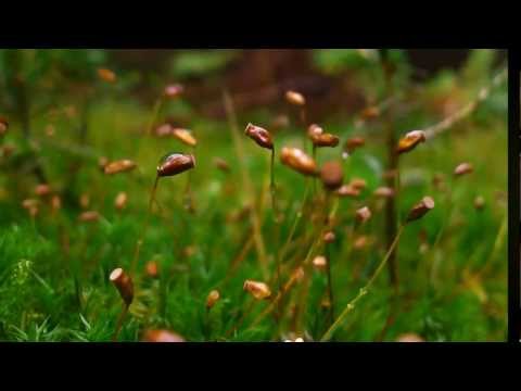 Видео: Благослови душе моя Господа