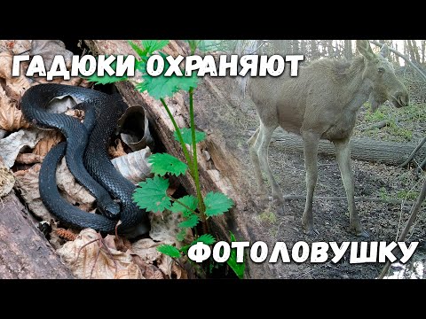 Видео: Опасны ли гадюки для человека?| Изучаем их вместе с герпетологом| Толпы зверей на фотоловушке