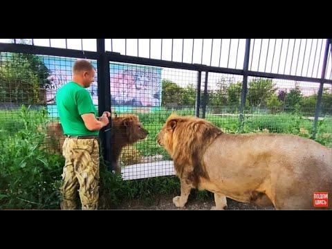 Видео: Лев- вожак пришёл проведать брата, но ЗАХОДИТЬ к нему ОТКАЗАЛСЯ!