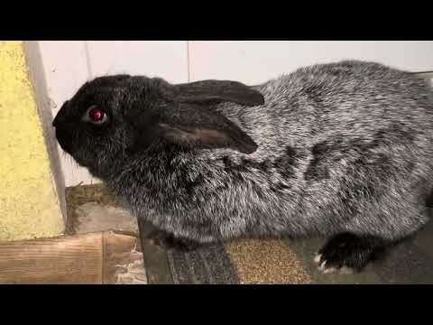 Видео: Кролики Полтавське срібло самці# кролики зимою замерзає вода #rabbit @krolyky_ternopil