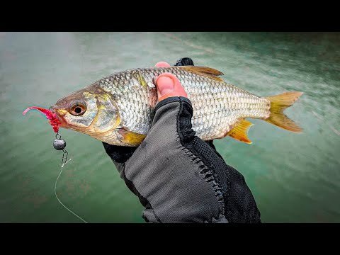 Видео: ПЛОТВА НА СПИННИНГ / РАЗНОЦВЕТНЫЕ ОКУНИ / ПОСЛЕДНЯЯ РЫБАЛКА в ГОРОДЕ