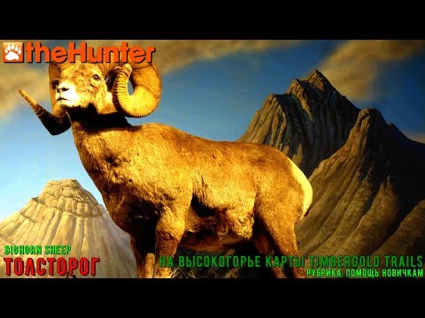 Видео: ♢ theHunter Classic ➫ Рубрика: Помощь новичкам ♢ миссии на толсторога ℘⓵ ➫ bighorn sheep missions ♢
