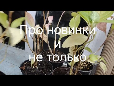 Видео: Где зимует Гортензия крупнолистная.  Про новинки черностволки и не только.