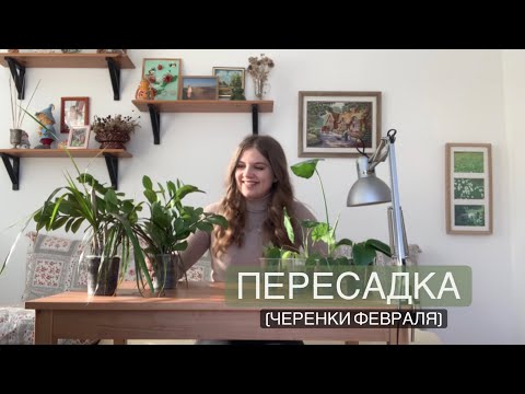Видео: Пересадка черенков февраля 🌱🪴Монстера, драцена, замиокулькас, сингониус, сциндаптус, филодендрон💫