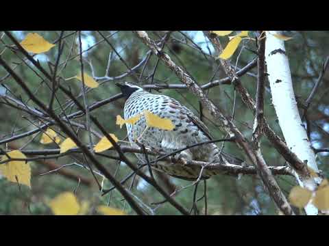 Видео: Рябчик осень охота с камерой свист рябчиков