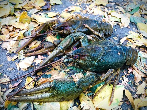 Видео: КАК ПОЙМАТЬ РАКОВ НА ПОПЛАВОК|СЕКРЕТЫ УСПЕШНОЙ ЛОВЛИ РАКОВ