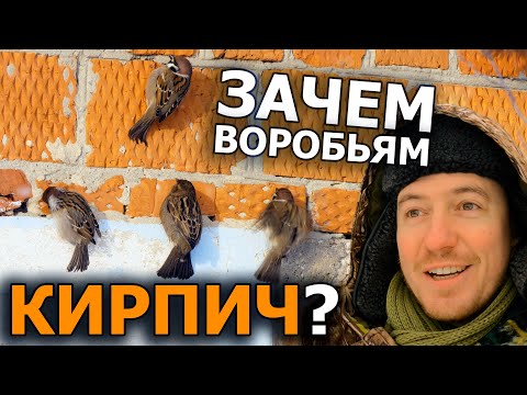 Видео: Почему птицы клюют стены домов?