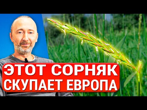 Видео: ЭТО РАСТЕНИЕ чистит почки, печень и кожу! Укрепляет легкие и кости! Древние рецепты лечебного отвара