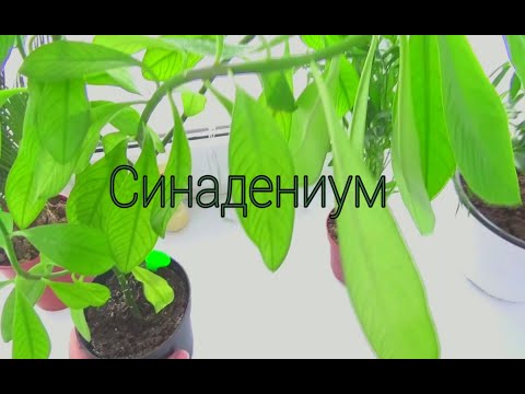 Видео: СИНАДЕНИУМ пересадка и уход в домашних условиях,МОИ ЦВЕТЫ.