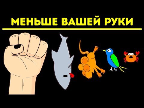 Видео: Самые маленькие млекопитающие, рыбы и насекомые на Земле