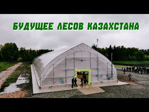 Видео: «Будущее лесов Казахстана: сосна с закрытой корневой системой»