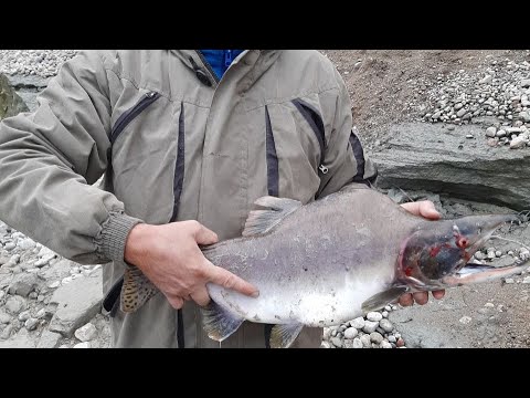 Видео: Рыбалка в Мурманске