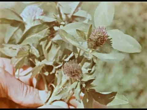 Видео: Клевер в земледелии, 1970 г