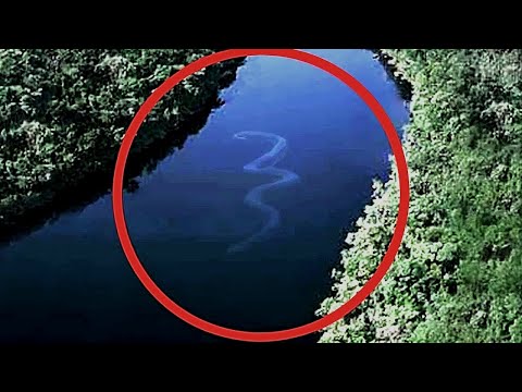 Видео: СМЕРТОНОСНЫЕ "МОНСТРЫ" АМАЗОНКИ