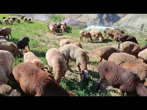 Видео: 5 сентября 2024 г.