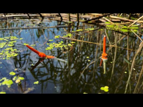 Видео: ДЕДОВСКИЕ ПОПЛАВКИ РАБОТАЮТ! Крупный Карась В Камышах /  Рыбалка 2023