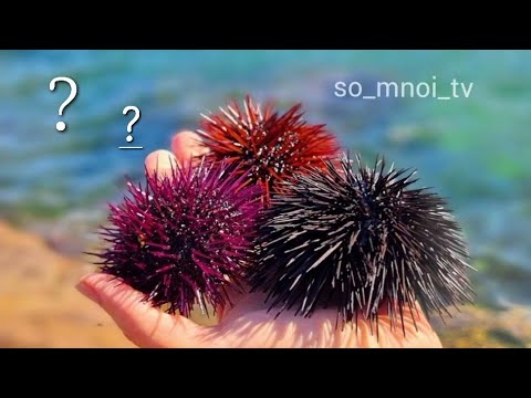 Видео: Морские ежи / Интересные факты