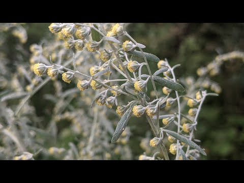 Видео: Полин гіркий (Artemisia absinthium) - лікарська, харчова, ефіроолійна і інсектицидна рослина