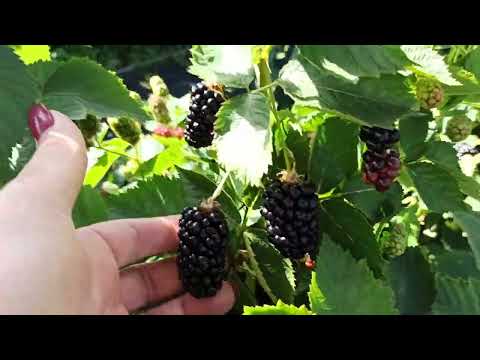 Видео: Очередные подкормки ремонтантной малины и ежевики.! Омск, 02.08.2022г.