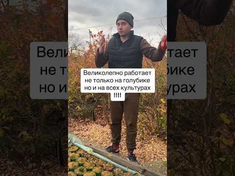 Видео: ГОЛУБИКА ИНФОРМАЦИЯ ДЛЯ НОВИЧКА ЧАСТЬ 2 
