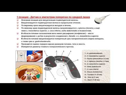 Видео: Ультразвуковая диагностика (УЗИ). Доктор Иогансен. Выпуск 44. Методика УЗИ поджелудочной железы.