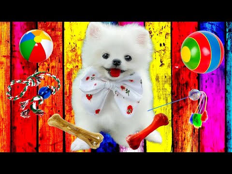 Видео: Кошки СПАСЛИ Маленького Щенка.  Подряд 5 серий.