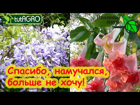 Видео: БОЛЬШЕ НИКОГДА! С НИМИ ОДНИ ПРОБЛЕМЫ! ЭТИ РАСТЕНИЯ У МЕНЯ ПОД ЗАПРЕТОМ! Запрещенные растения-2024.