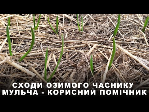 Видео: Озимий часник - гарні паростки навесні. Мульча - корисний помічник. Біодобриво восени при посадці