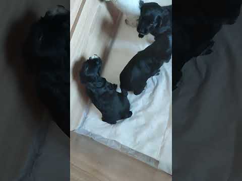 Видео: русский охотничий спаниель)🤗🐕🤗🐕🤗закрепляю команду ко мне.щенкам один месяц 🎉🎉🎉