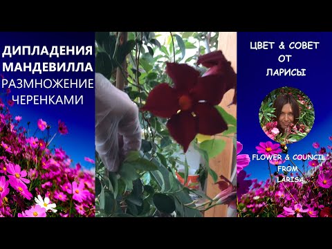 Видео: ДИПЛАДЕНИЯ РАЗМНОЖЕНИЕ ЧЕРЕНКАМИ | Мандевилла укоренение черенков