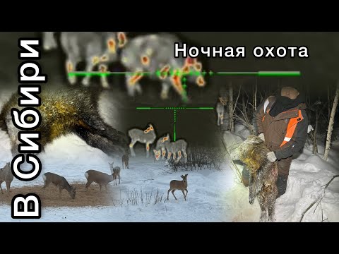 Видео: Ночная охота на кабана iRay Saim SCP 19W