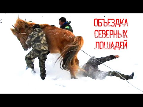 Видео: Объездка диких лошадей! Северный метод