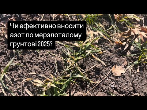 Видео: Що сталось з внесеним на сухий грунт добривом? Увесь азот на озимині «поплив» у нікуда?