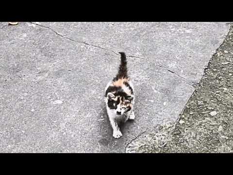Видео: Слепой котёнок, шатаясь, подошёл на звук и хрипло просил меня приютить его.