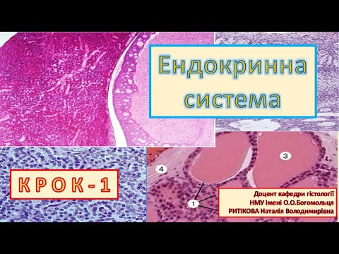 Видео: Крок 1 Ендокринна система