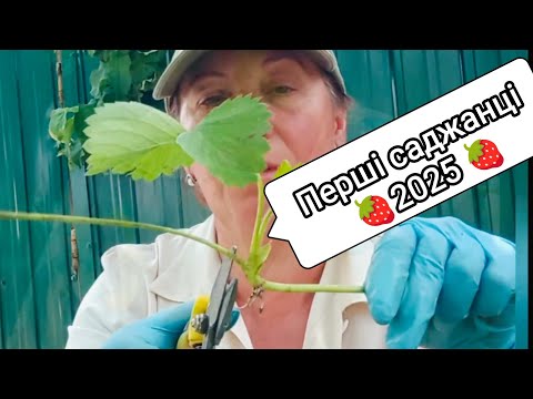 Видео: Ставлю касетну розсаду полуниці. Ягоди і саджанці ОДНОЧАСНО..