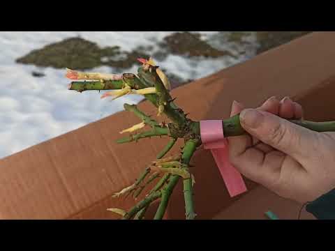 Видео: Посылка со штамбовой розой! 2023