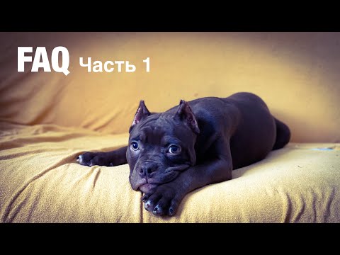 Видео: Американский булли: что надо знать перед покупкой щенка? Самые частые вопросы. Часть 1.