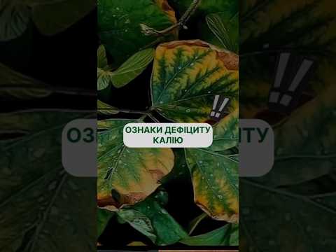 Видео: Калій у живленні рослин: особливості та дефіцит. #живленнярослин #farming #удобрення