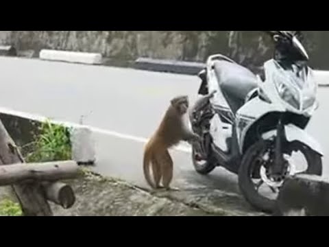 Видео: Вьетнам Дананг ищу попутчицу в кругосветное путешествие по миру автостопом с палаткой