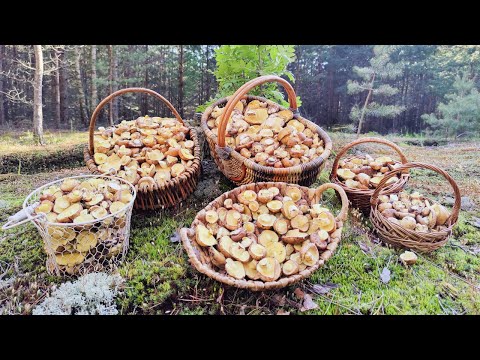 Видео: ЦУНАМИ МАСЛЯТ И ПЕРВЫЕ БОРОВИКИ В МОСКОВСКОЙ ОБЛАСТИ! МАЙ 2022 ГОДА!