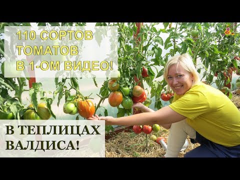 Видео: Это впечатляет! ТОМАТЫ у Валдиса - 110 сортов в одном видео!