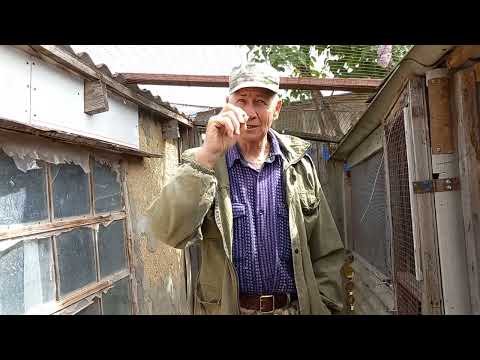 Видео: Голуби Азии / Туркменский Агаран /