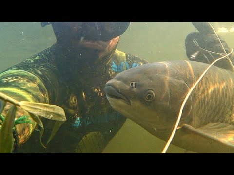 Видео: подводная охота на веселовском водохранилище. белый амур. spearfishing