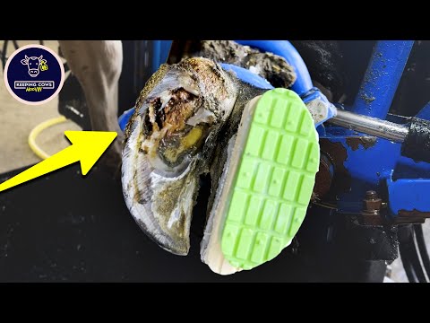 Видео: Это одно из ХУДШИХ коровьих копыт, которые я КОГДА-ЛИБО лечил!!