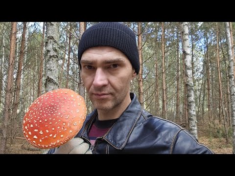 Видео: За дружбу народов - Грибов и Людей!