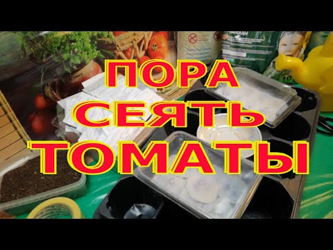 Видео: КОГДА САЖАТЬ НА РАССАДУ ТОМАТЫ.СЕЕМ ТОМАТЫ ПРАВИЛЬНО.