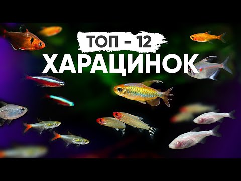 Видео: Харациновые аквариумные рыбки - большая подборка