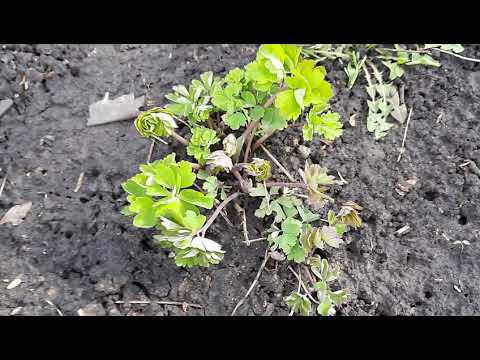 Видео: АКВИЛЕГИЯ (ВОДОСБОР). ВЕСЕННЯЯ ПЕРЕСАДКА.ОБЗОР ПЕРЕЗИМОВАВШИХ КУСТИКОВ.
