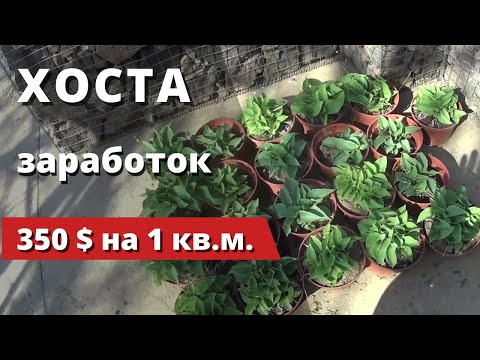 Видео: Хоста... или Заработок 350 $ на 1 кв. м. огорода... Куда уж проще?